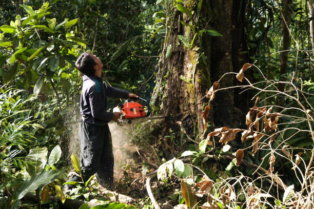 Trusted Frenchtown, MT Tree Services Experts