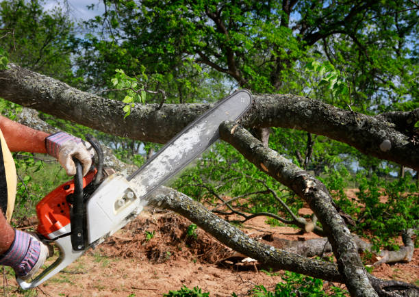 How Our Tree Care Process Works  in  Frenchtown, MT